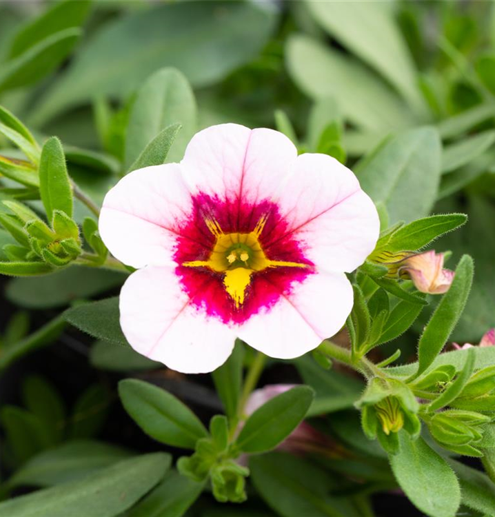 Calibrachoa 'Pink Red Eye'
