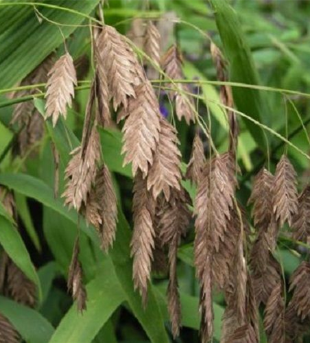 Chasmanthium latifolium