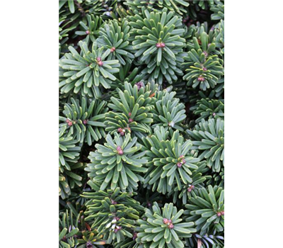 Abies koreana 'Brillant'