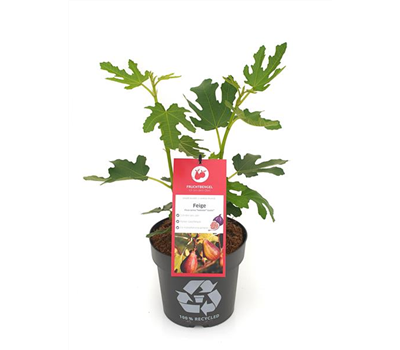 Ficus carica 'Twotimer® Gustis®' Fruchtbengel