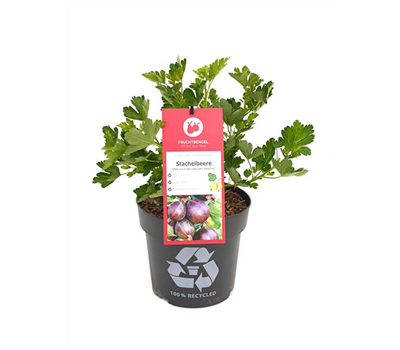 Ribes uva-crispa 'Lady Late® Easycrisp®' Fruchtbengel