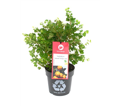 Ribes uva-crispa 'Solemio® Crispa®' Fruchtbengel