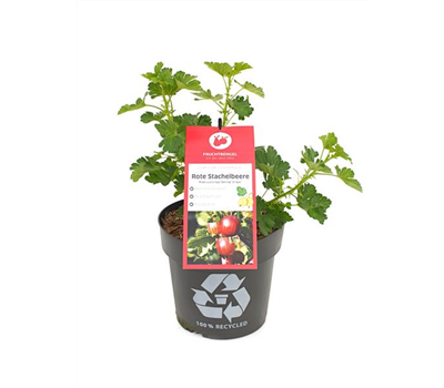 Ribes uva-crispa 'Darling® Crispa®' Fruchtbengel