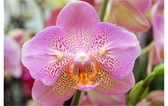 Orchideenblüte