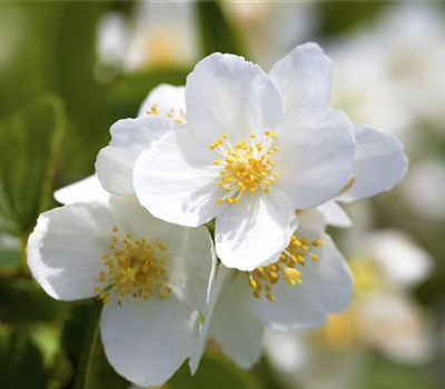 Duftender Bauernjasmin