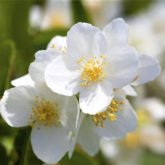 Duftender Bauernjasmin