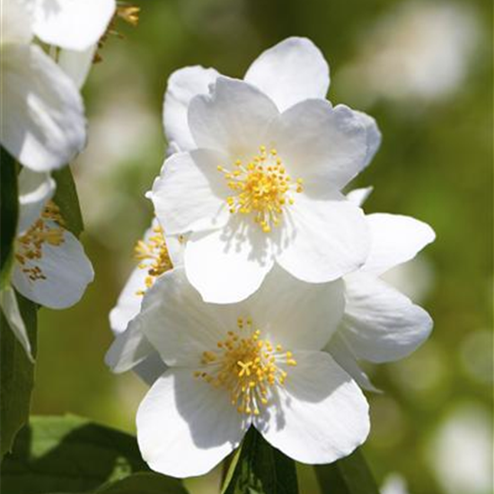 Gartenjasmin 'Belle Etoile'