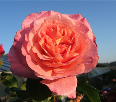 Edelrose 'Augusta Luise'®