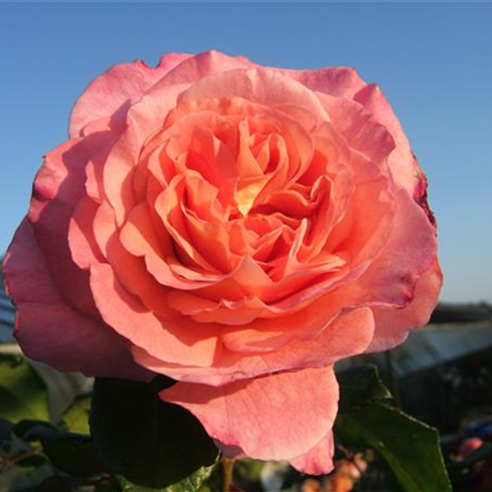 Edelrose 'Augusta Luise'®