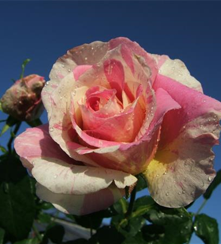 Edelrose 'Claude Monet'®