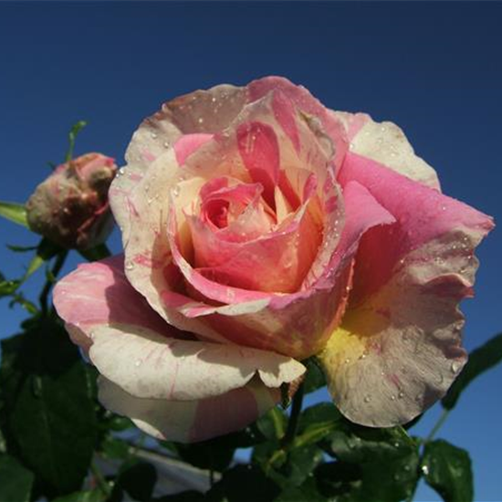 Edelrose 'Claude Monet'®