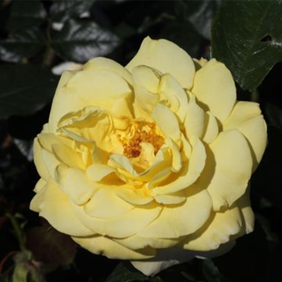 Edelrose 'Limona'®