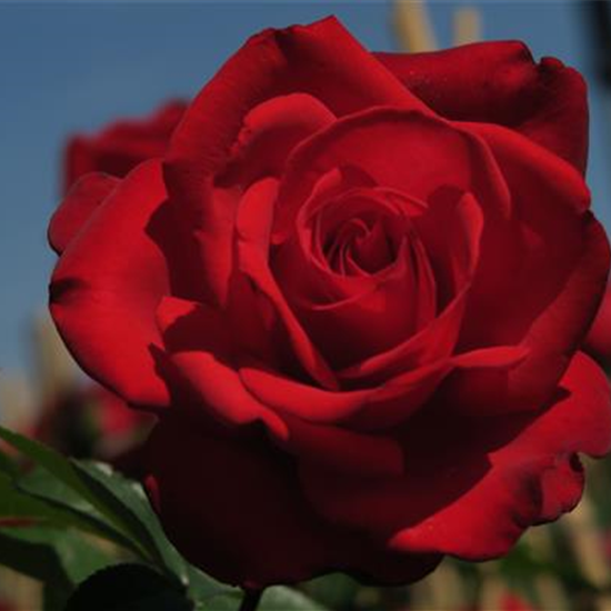 Edelrose 'Grande Amore'®