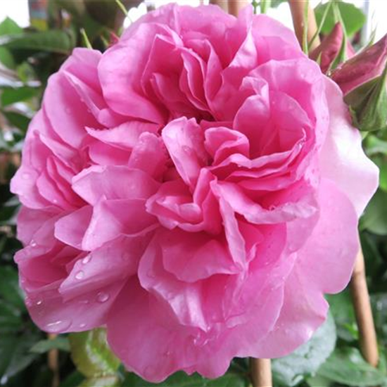 Edelrose 'Pompadour'®