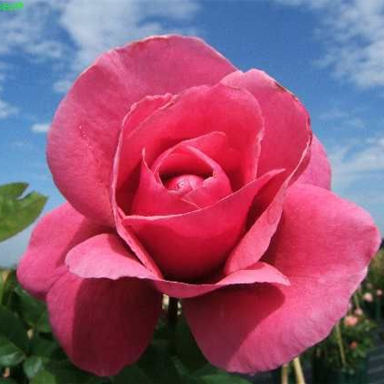 Edelrose 'Elbflorenz'®