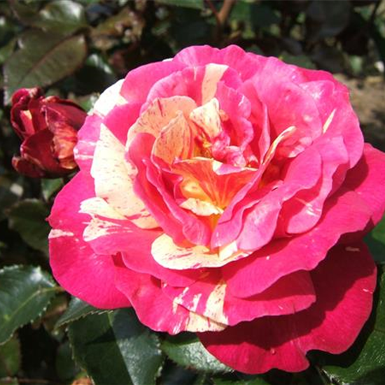 Edelrose 'Brocéliande'®