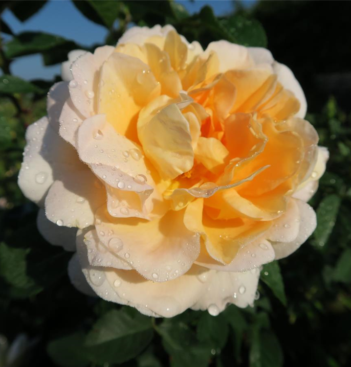 Rosa 'Amélie Nothomb'®