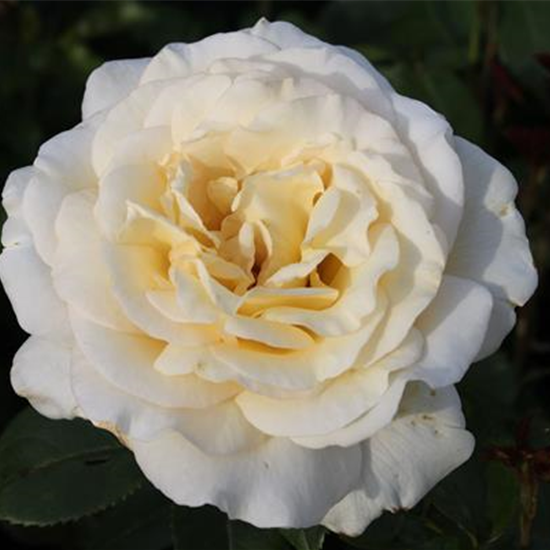 Edelrose 'Anastasia'®