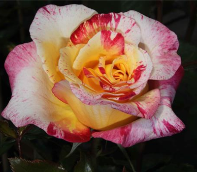 Edelrose 'Camille Pissaro'