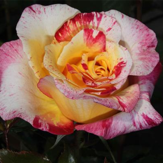 Edelrose 'Camille Pissaro'