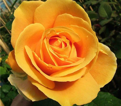 Edelrose 'Candlelight'®