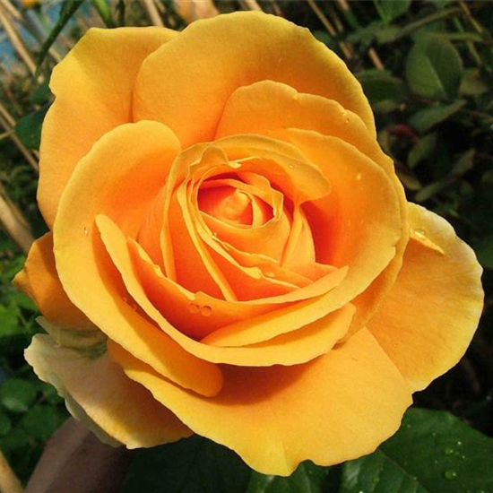 Edelrose 'Candlelight'®