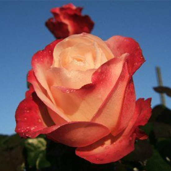 Edelrose 'Nostalgie'®