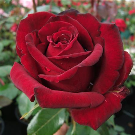 Edelrose 'Ingrid Bergmann'®