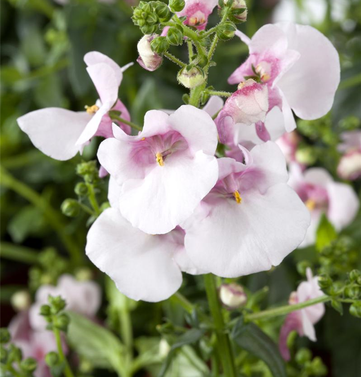 Diascia 'Divara® Hellrosa'
