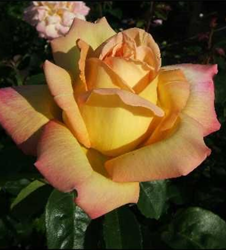 Edelrose 'Peace'