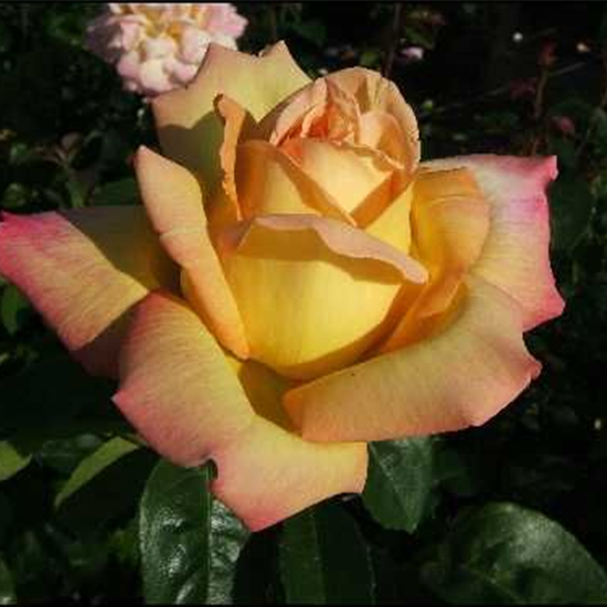 Edelrose 'Peace'