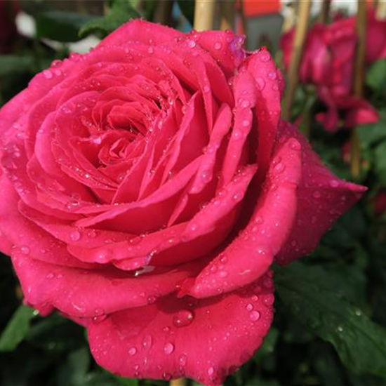 Edelrose 'Johann Wolfgang von Goethe Rose'®