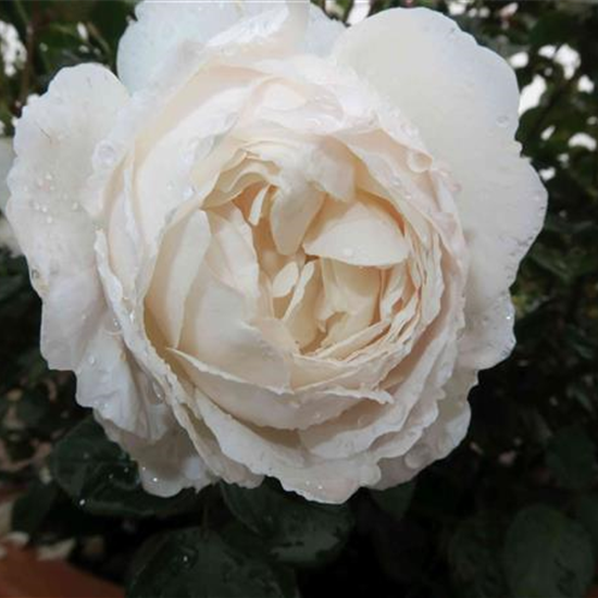 Englische Rose 'Desdemona'®