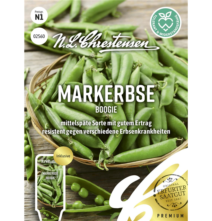 Pisum sativum 'Boogie'