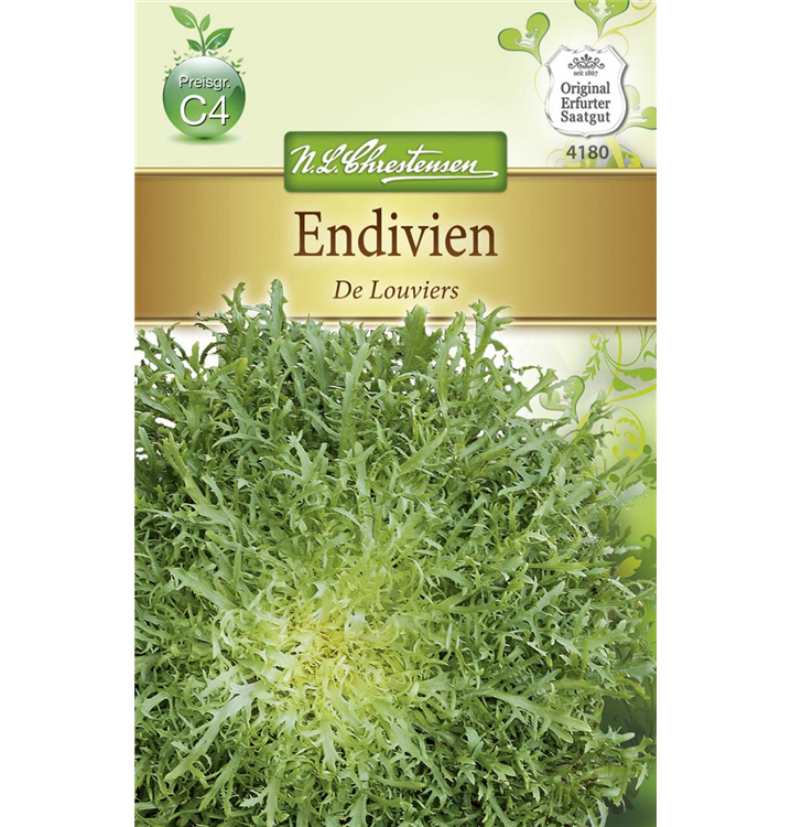 Cichorium endivia 'De Louviers' Cichorium endivia 'De Louviers'