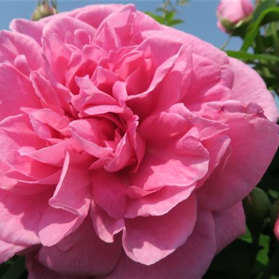 Englische Strauchrose 'Gertrude Jekyll'®