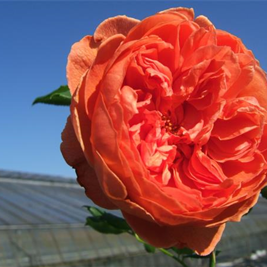 Englische Strauchrose 'Summer Song'®