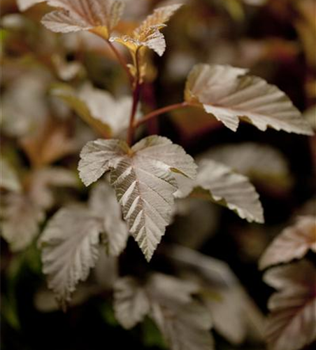 Fasanenspiere 'Lady in Red'®