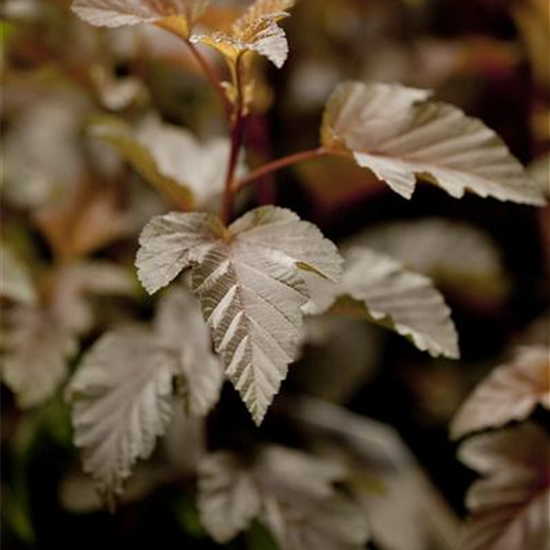 Fasanenspiere 'Lady in Red'®