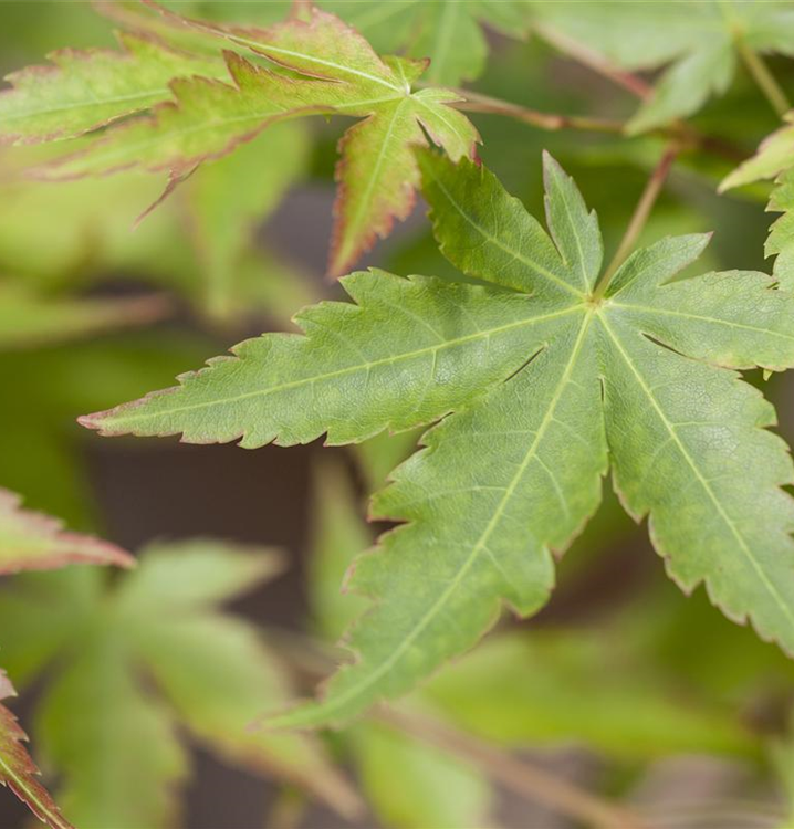 Acer palmatum 'Sangokaku'