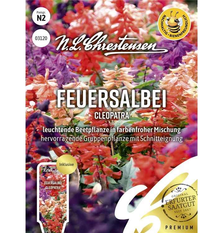 Salvia splendens 'Cleopatra'