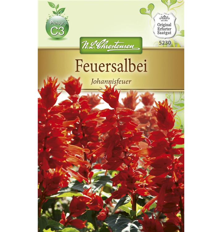 Salvia splendens 'Johannisfeuer'