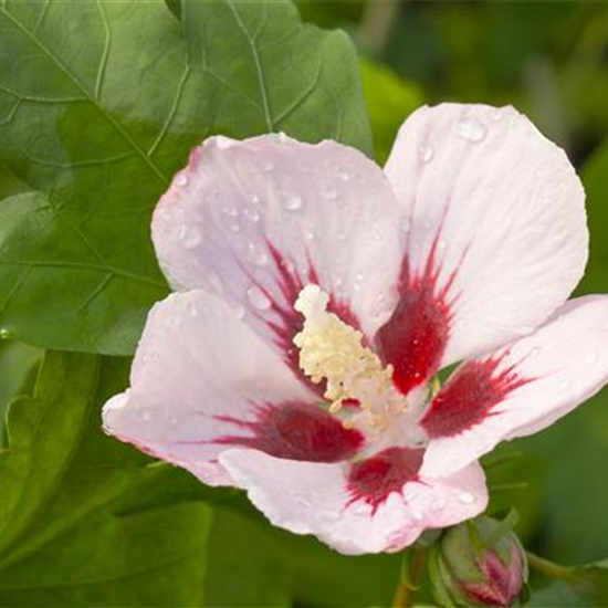 Garteneibisch 'Hamabo'