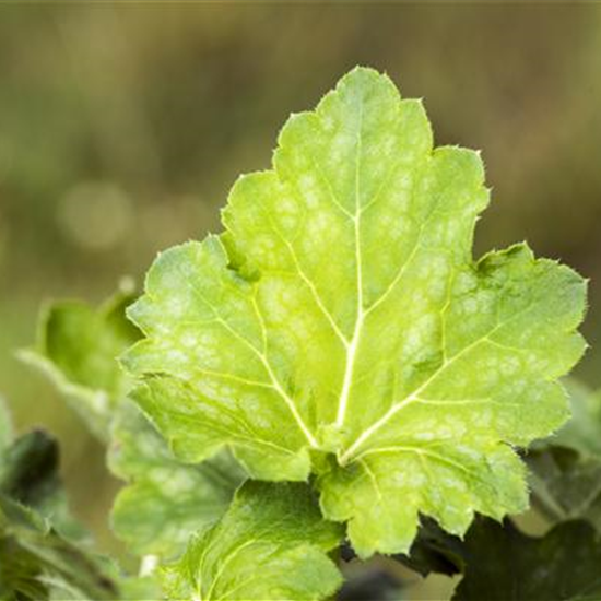 Garten-Purpurglöckchen 'Dale´s Strain'