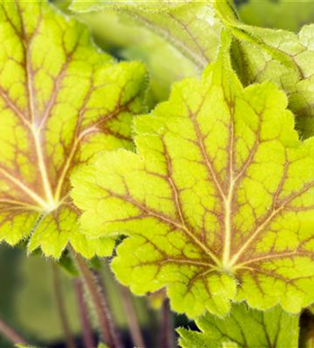 Garten-Purpurglöckchen 'Electra'®