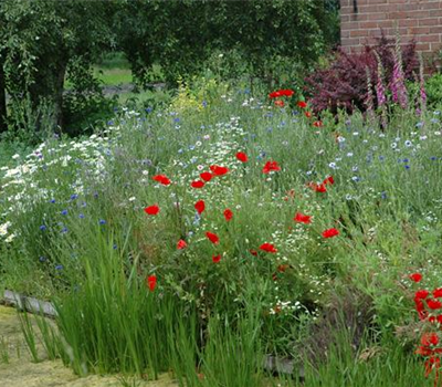 Allgemeine Gartenarbeit im Juni