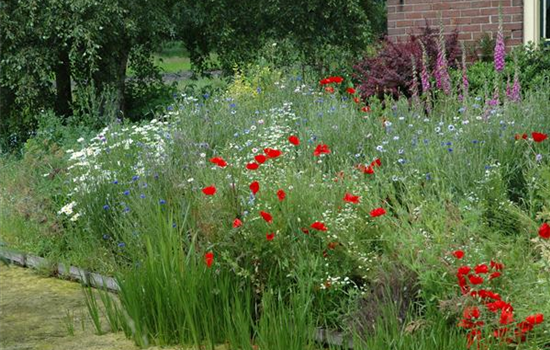 Allgemeine Gartenarbeit im Juni