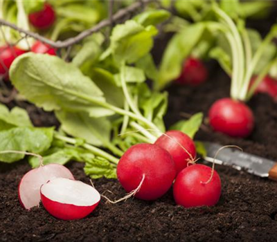 Gemüse-, Kräuter- und Obstgarten im Mai