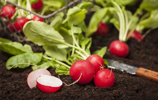 Gemüse-, Kräuter- und Obstgarten im Mai